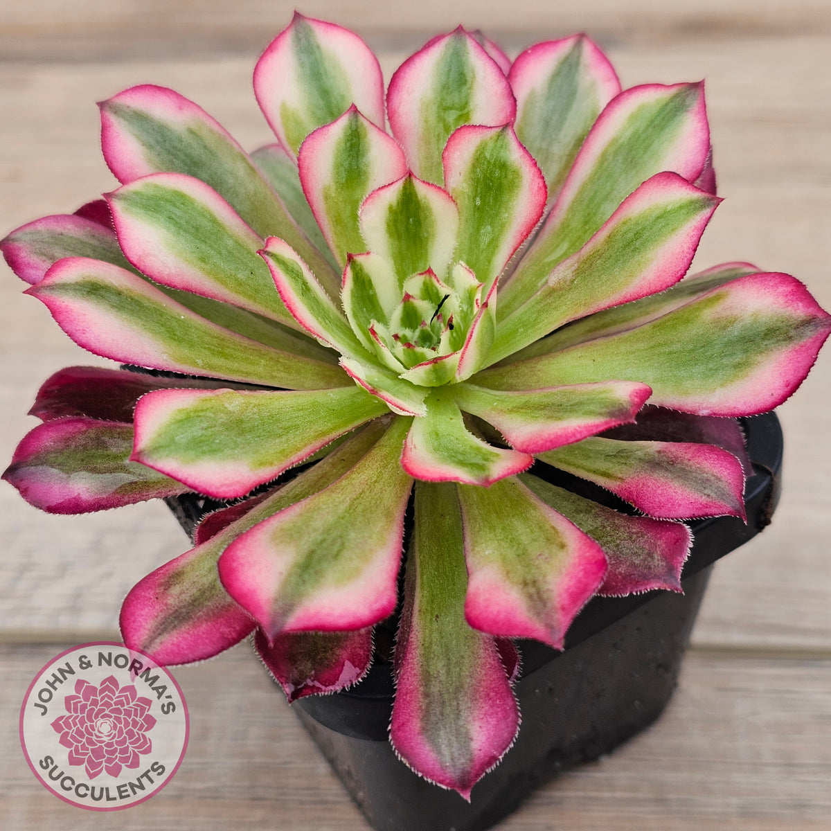 Aeonium 'Bronze Teacup'