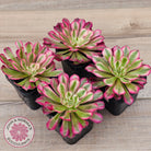 Aeonium 'Bronze Teacup'