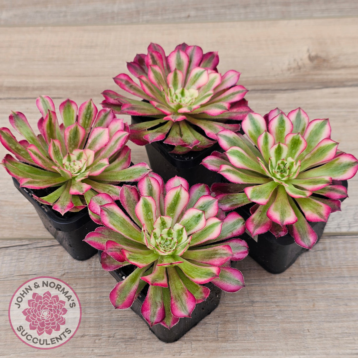 Aeonium 'Bronze Teacup'