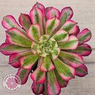 Aeonium 'Bronze Teacup'