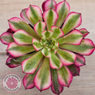Aeonium 'Bronze Teacup'