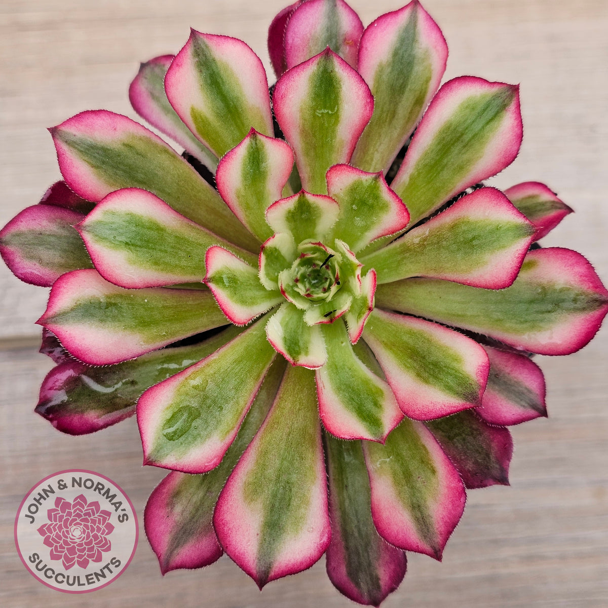 Aeonium 'Bronze Teacup'