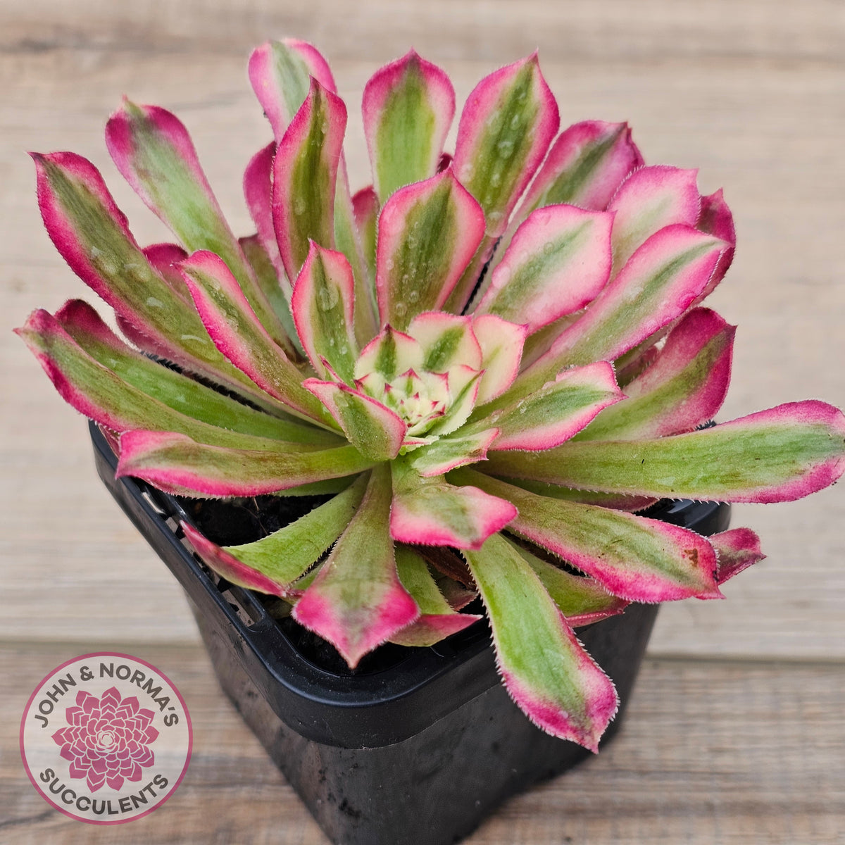 Aeonium 'Bronze Teacup'