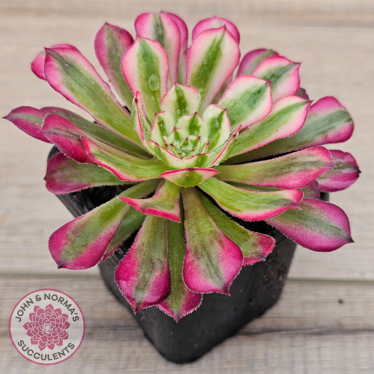 Aeonium 'Bronze Teacup'