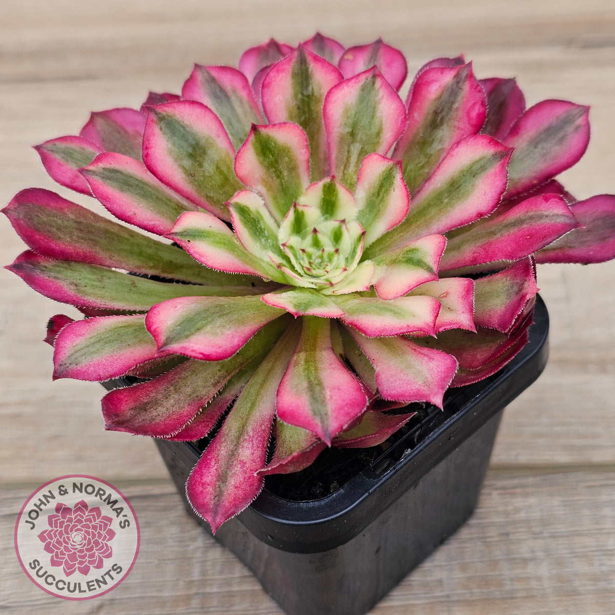 Aeonium 'Bronze Teacup'