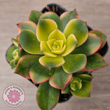 Load image into Gallery viewer, Aeonium haworthii &#39;Dream Color&#39; aka &#39;Kiwi&#39;
