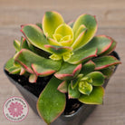 Aeonium haworthii 'Dream Color' aka 'Kiwi'