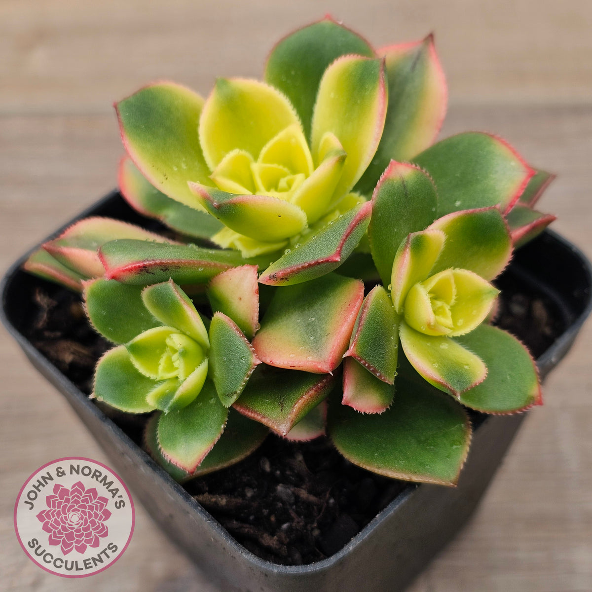 Aeonium haworthii 'Dream Color' aka 'Kiwi'