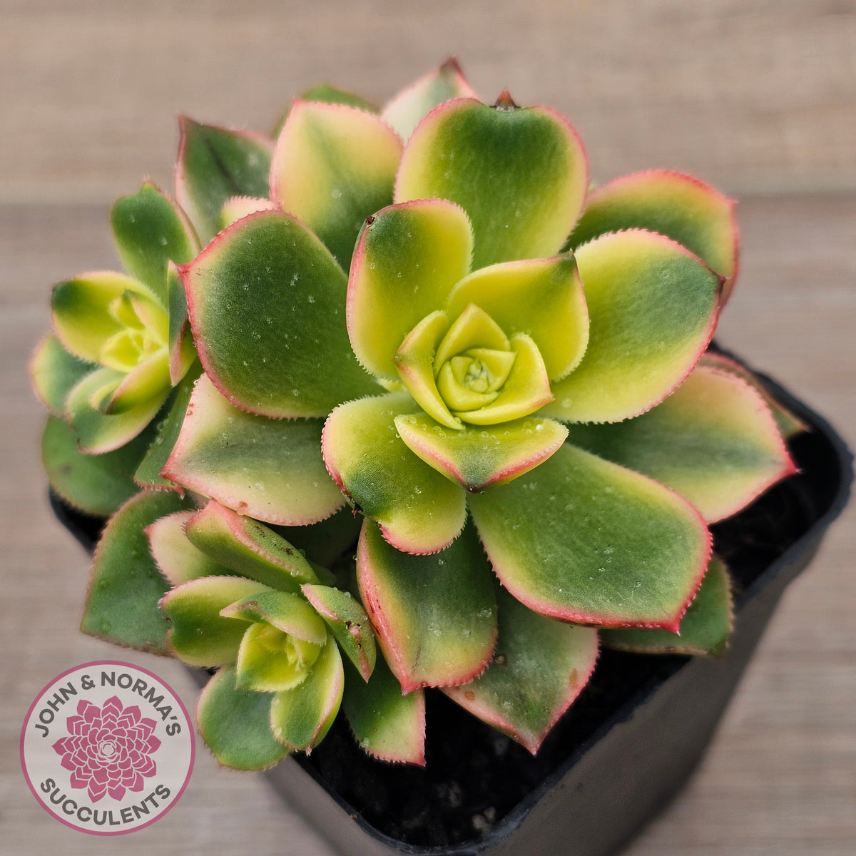 Aeonium haworthii 'Dream Color' aka 'Kiwi'