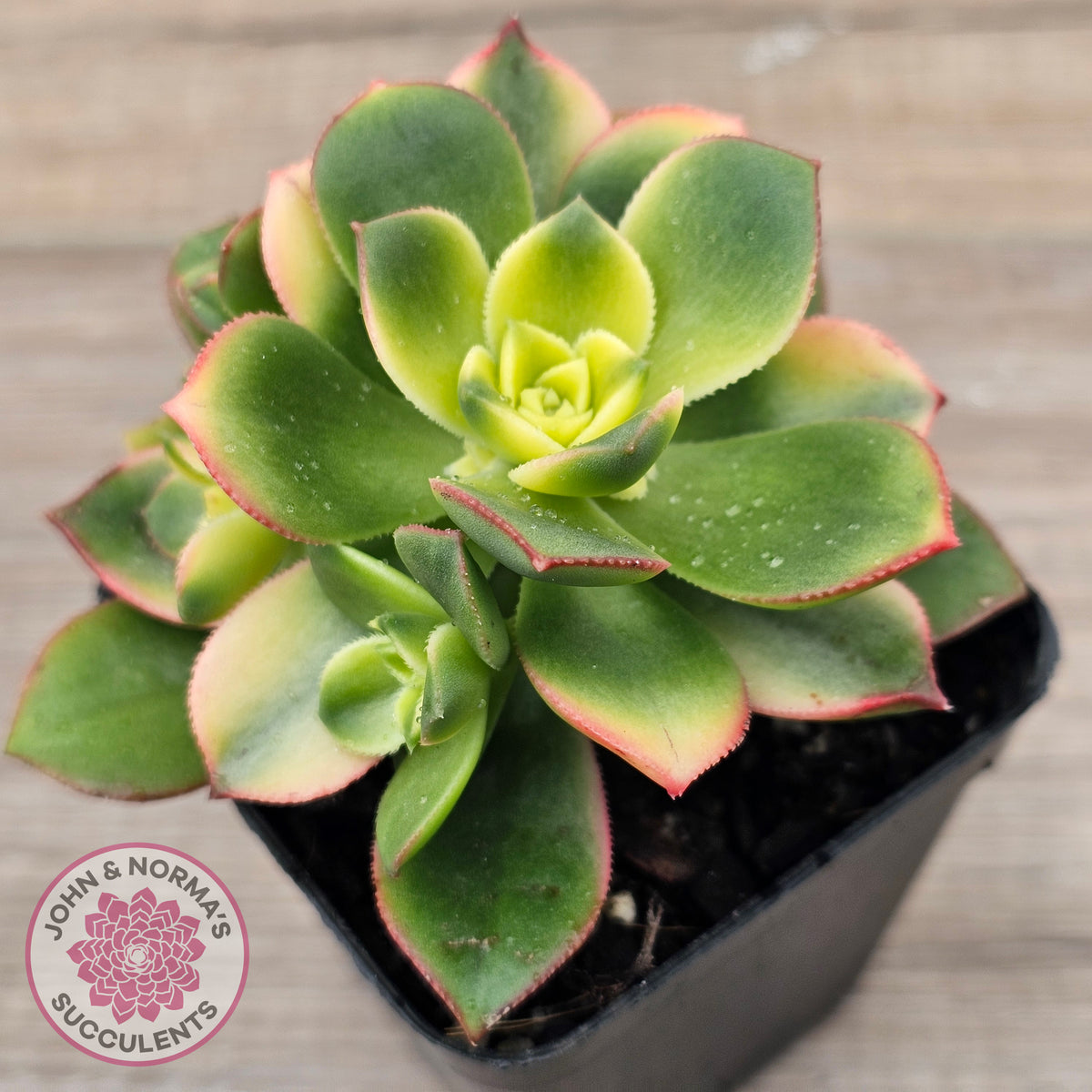 Aeonium haworthii 'Dream Color' aka 'Kiwi'