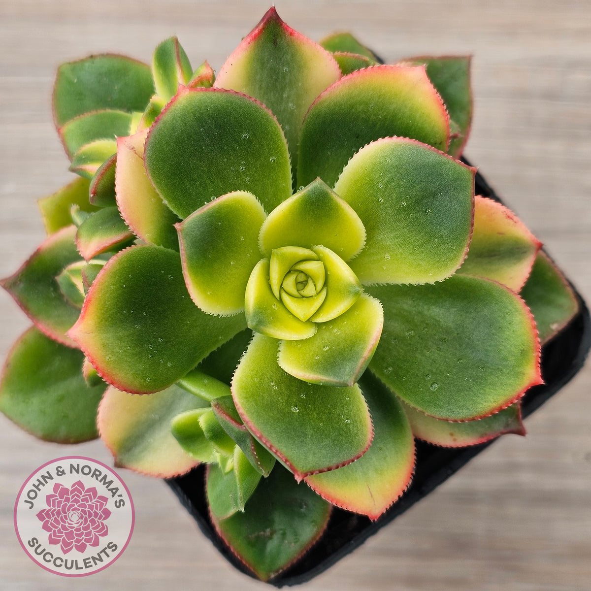 Aeonium haworthii 'Dream Color' aka 'Kiwi'