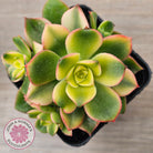 Aeonium haworthii 'Dream Color' aka 'Kiwi'