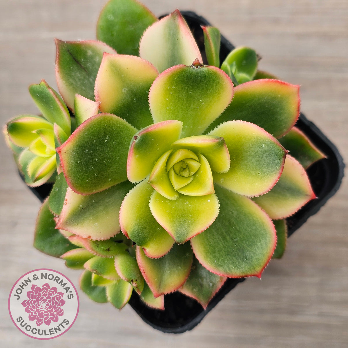 Aeonium haworthii 'Dream Color' aka 'Kiwi'