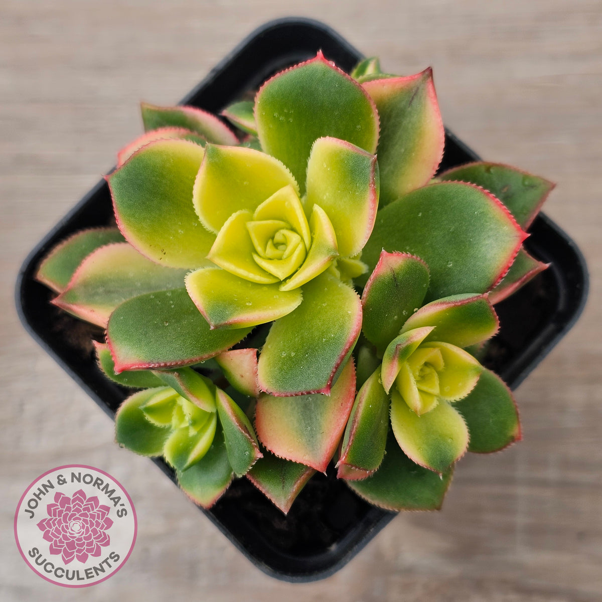 Aeonium haworthii 'Dream Color' aka 'Kiwi'