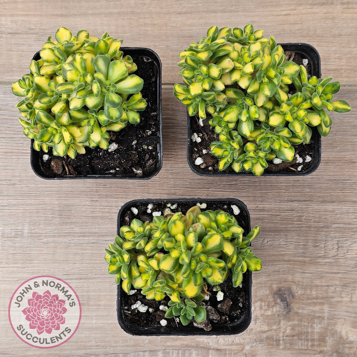 Aeonium Spathulatum Variegated