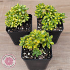 Aeonium Spathulatum Variegated