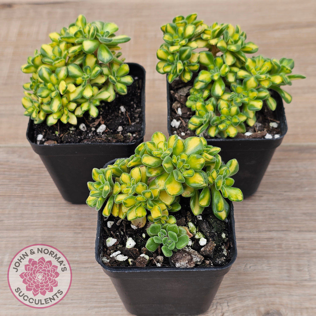 Aeonium Spathulatum Variegated