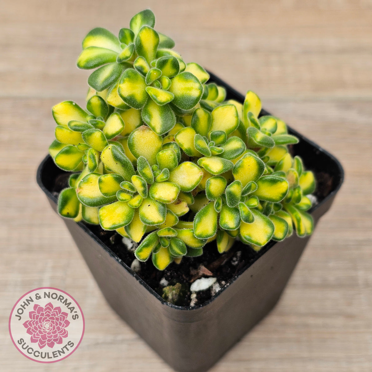 Aeonium Spathulatum Variegated