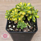 Aeonium Spathulatum Variegated
