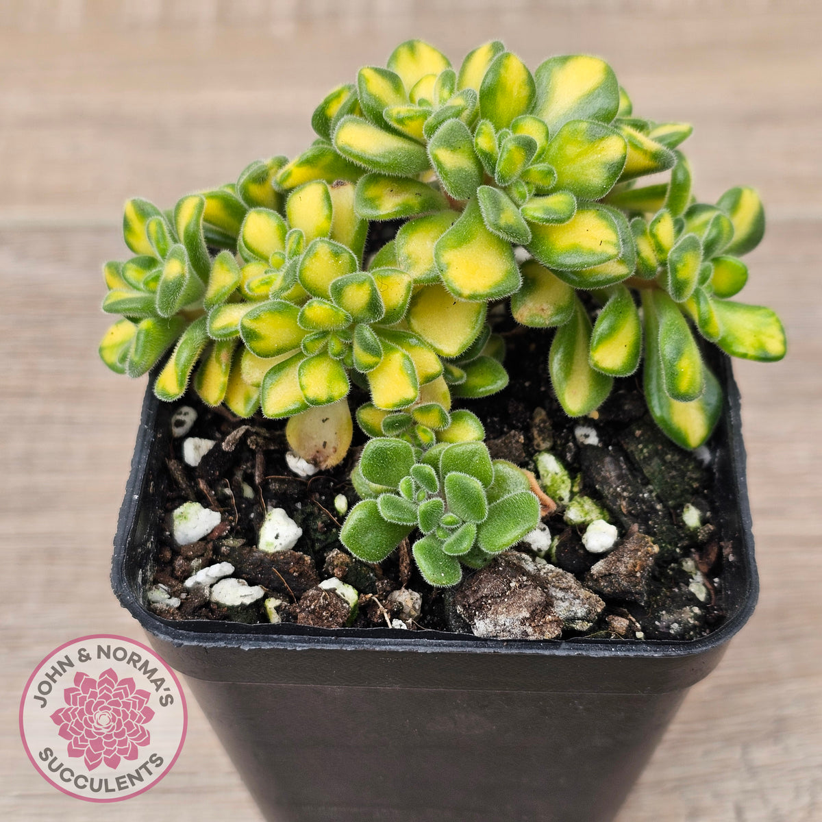 Aeonium Spathulatum Variegated