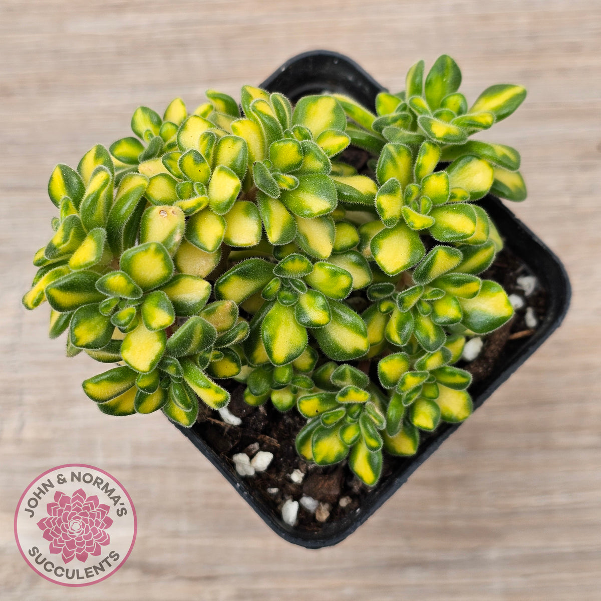 Aeonium Spathulatum Variegated