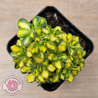 Aeonium Spathulatum Variegated