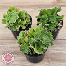 Load image into Gallery viewer, Aeonium tabuliforme &#39;Hime Meikyou&#39;
