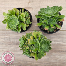 Load image into Gallery viewer, Aeonium tabuliforme &#39;Hime Meikyou&#39;
