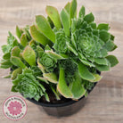 Aeonium tabuliforme 'Hime Meikyou'