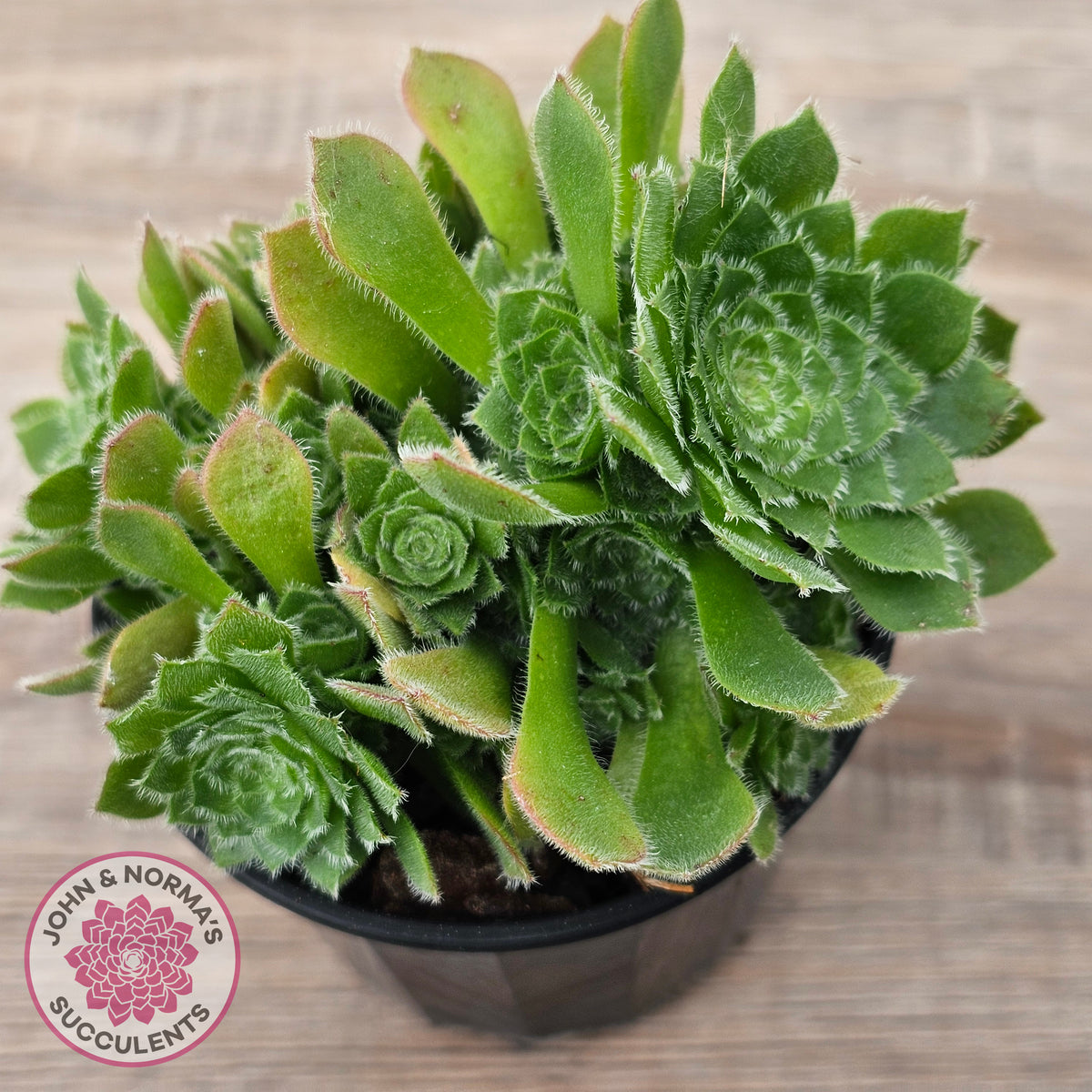 Aeonium tabuliforme 'Hime Meikyou'