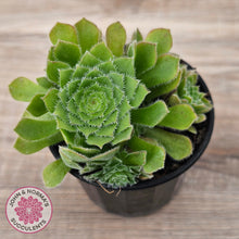 Load image into Gallery viewer, Aeonium tabuliforme &#39;Hime Meikyou&#39;
