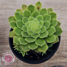 Load image into Gallery viewer, Aeonium tabuliforme &#39;Hime Meikyou&#39;
