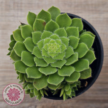 Load image into Gallery viewer, Aeonium tabuliforme &#39;Hime Meikyou&#39;
