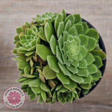 Load image into Gallery viewer, Aeonium tabuliforme &#39;Hime Meikyou&#39;
