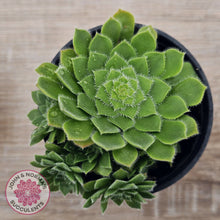 Load image into Gallery viewer, Aeonium tabuliforme &#39;Hime Meikyou&#39;
