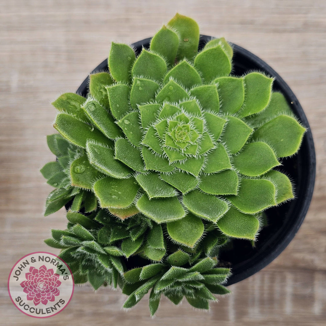 Aeonium tabuliforme 'Hime Meikyou'