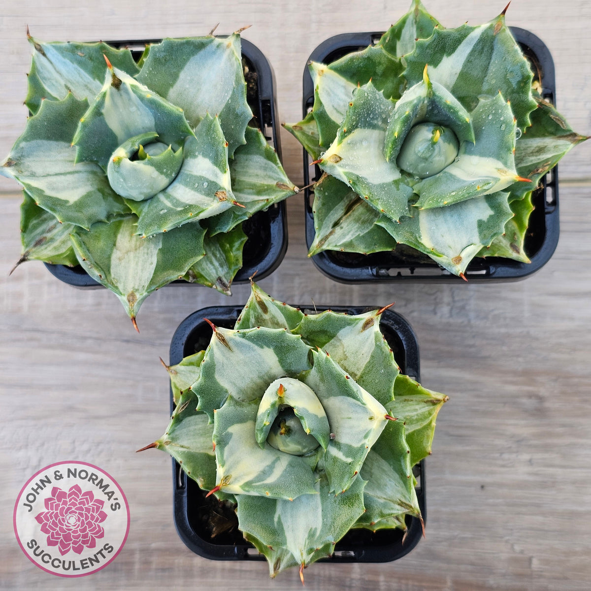Agave isthmensis 'Oji Raijin'