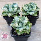Agave isthmensis 'Oji Raijin'