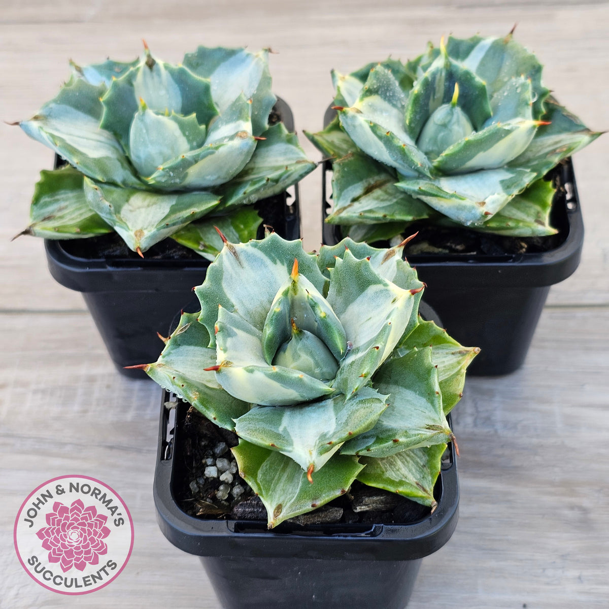 Agave isthmensis 'Oji Raijin'