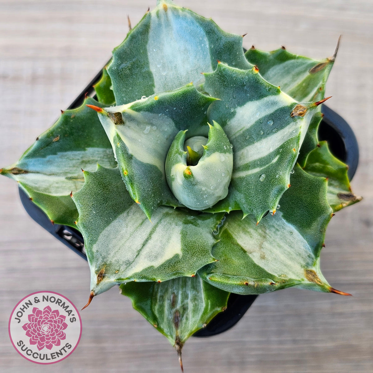 Agave isthmensis 'Oji Raijin'