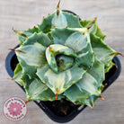 Agave isthmensis 'Oji Raijin'
