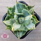Agave isthmensis 'Oji Raijin'
