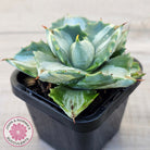 Agave isthmensis 'Oji Raijin'