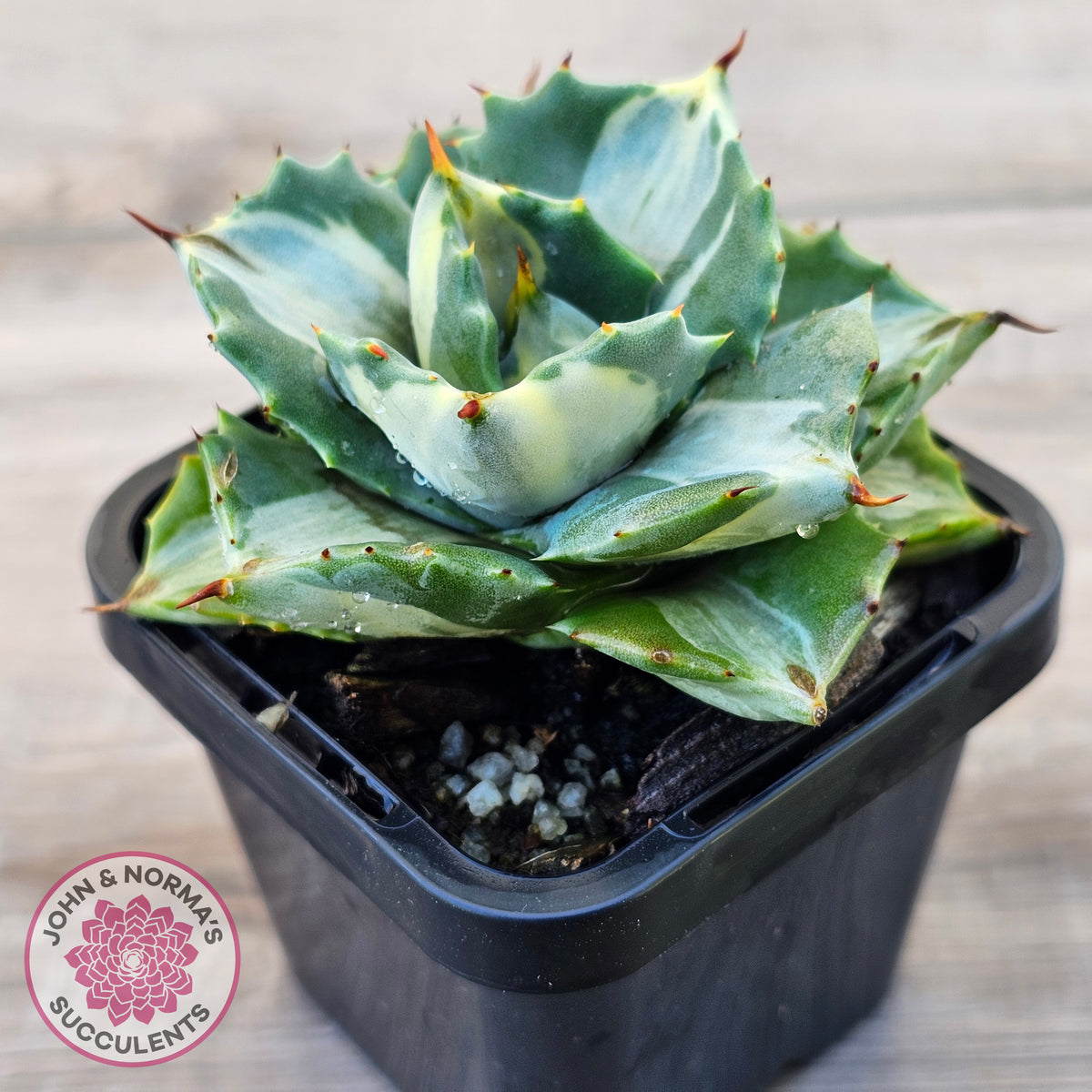 Agave isthmensis 'Oji Raijin'