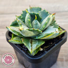Agave isthmensis 'Oji Raijin'