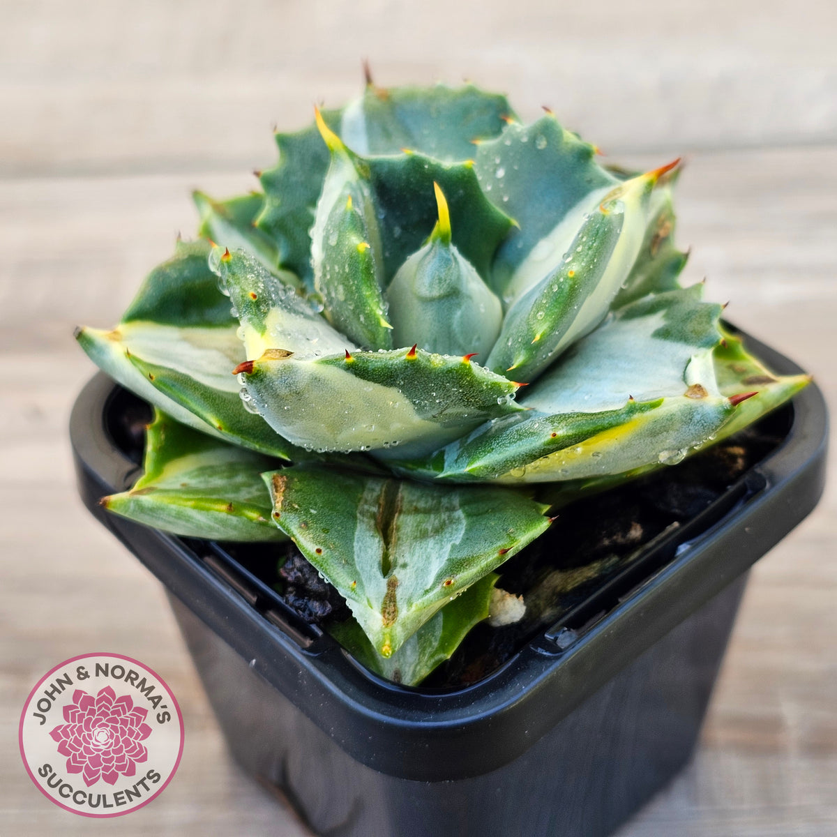 Agave isthmensis 'Oji Raijin'