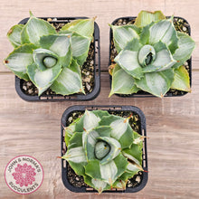 Load image into Gallery viewer, Agave isthmensis &#39;Oji Raijin&#39;

