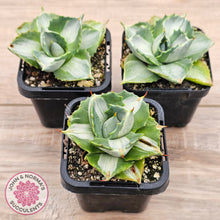 Load image into Gallery viewer, Agave isthmensis &#39;Oji Raijin&#39;
