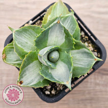 Load image into Gallery viewer, Agave isthmensis &#39;Oji Raijin&#39;

