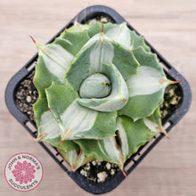 Load image into Gallery viewer, Agave isthmensis &#39;Oji Raijin&#39;
